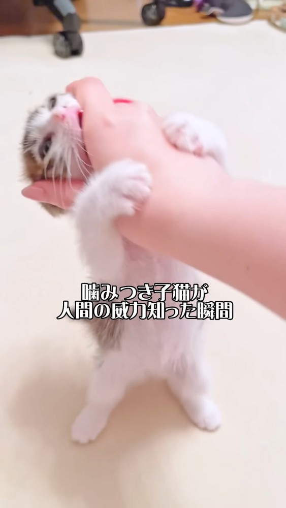 上を向いて噛む猫