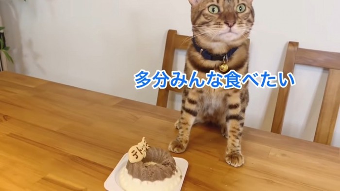 上の方を向く猫