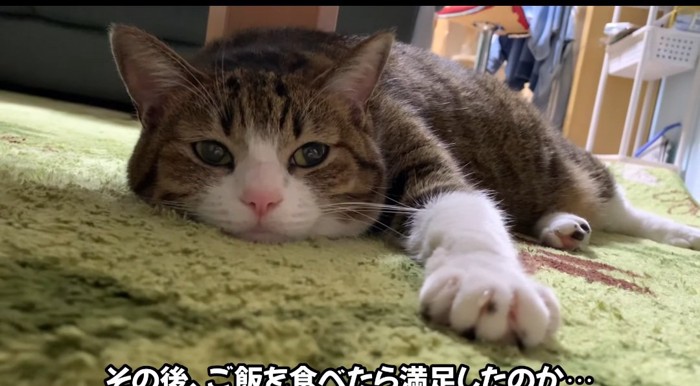 ウトウトする猫