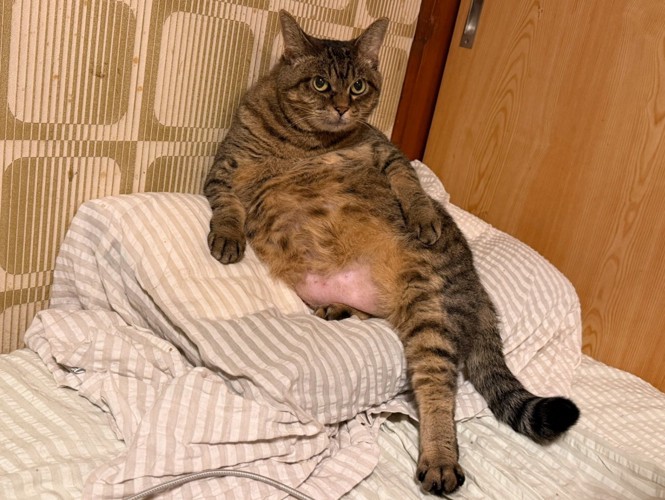 枕の上に座る猫