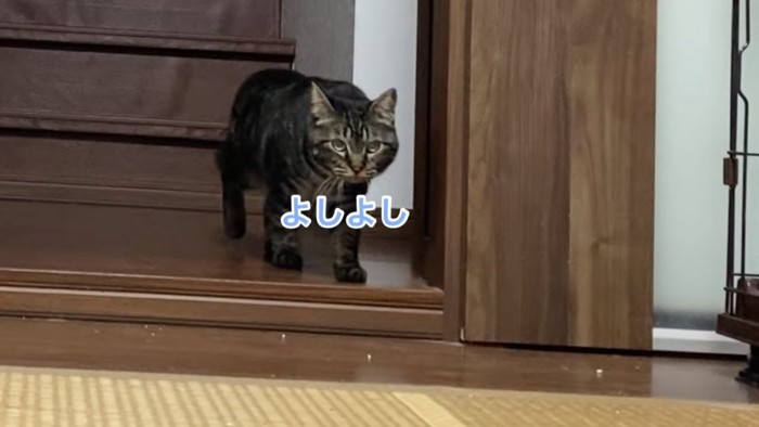 歩いてきた猫