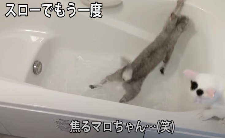 お湯はり再開の音に驚く猫