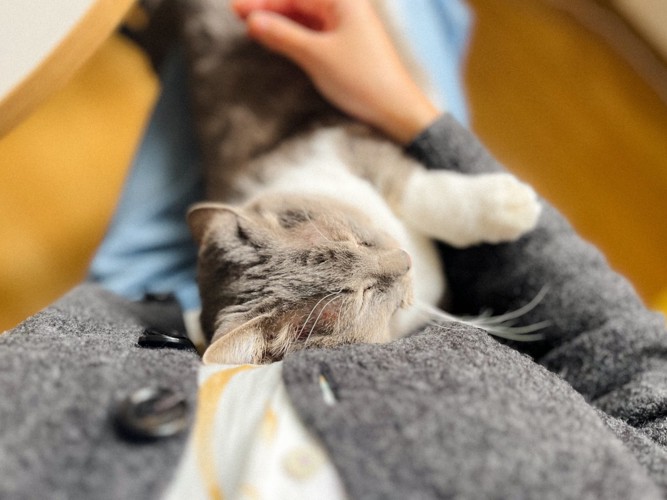 飼い主さんの抱っこを堪能中