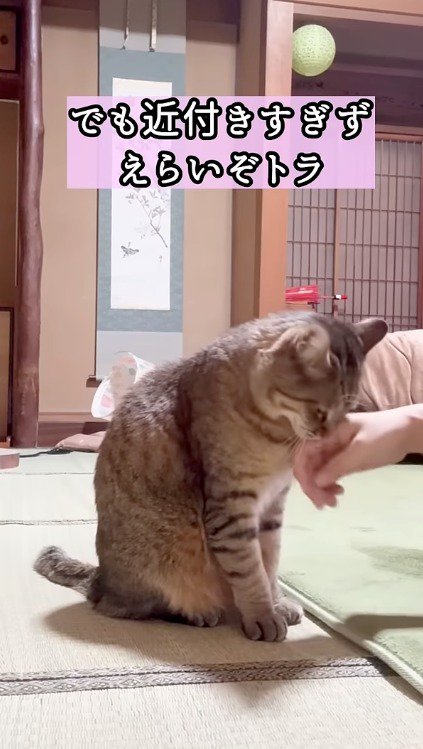 女性にアゴを撫でられる猫