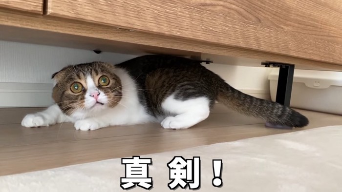 伏せてる猫