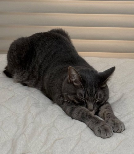伸びをする黒い猫