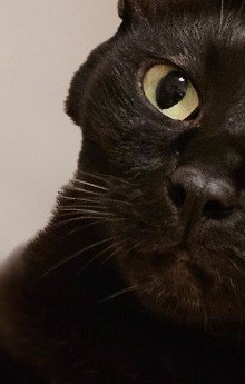 ほっぺが凹んだ黒猫(アップ)
