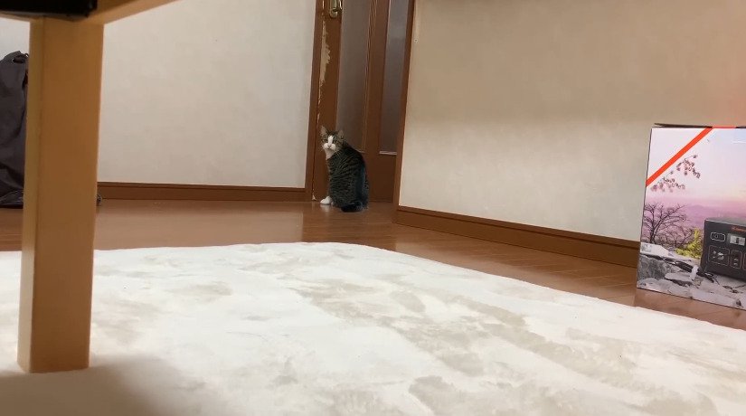 振り向く猫