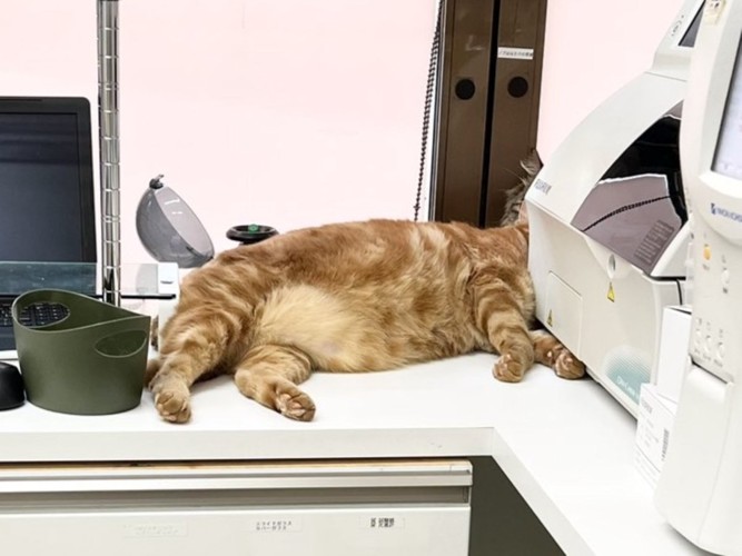 機材に顔が隠れた状態で眠る茶トラ猫