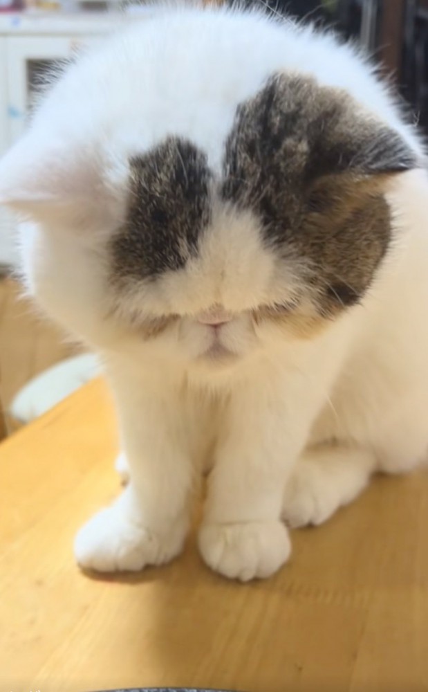 覗き込む猫