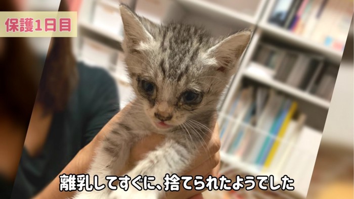 抱っこされる子猫