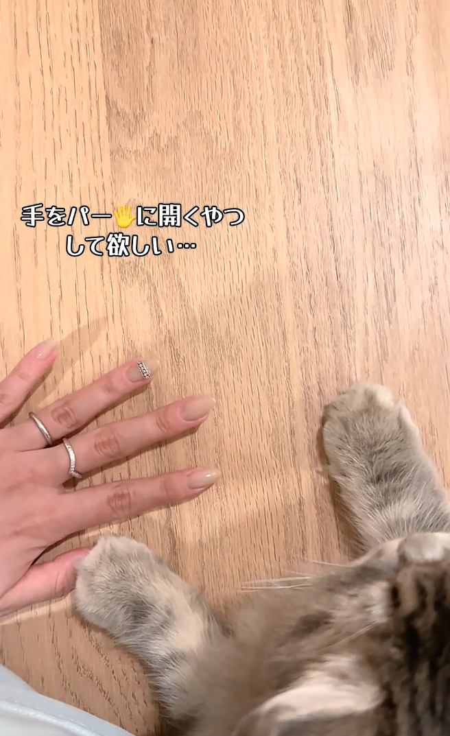 凪ちゃんの前で手を広げて待つ飼い主さん
