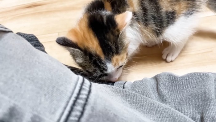 足に近づく子猫