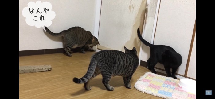 何かを見つける猫