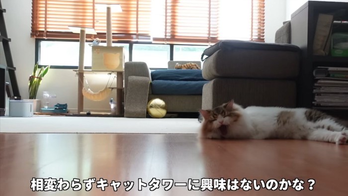 あくびをする猫