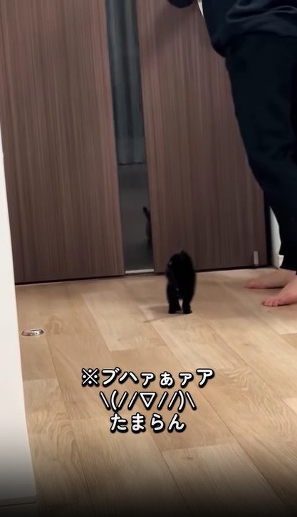 家族を出迎える子猫2