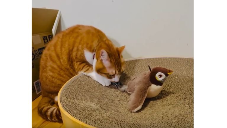 猫と鳥のおもちゃ