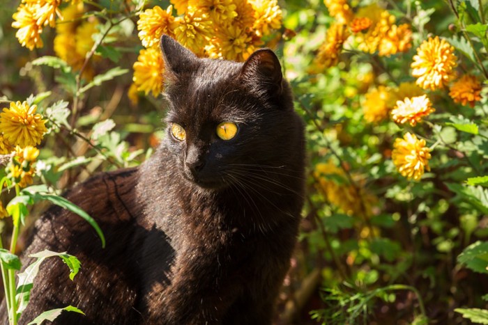 花と猫