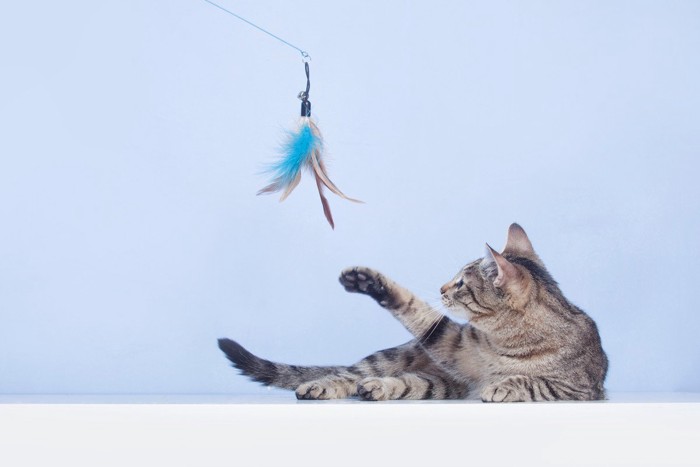 おもちゃに前足を伸ばす猫