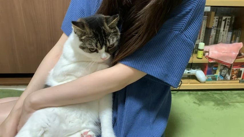 下を向く猫