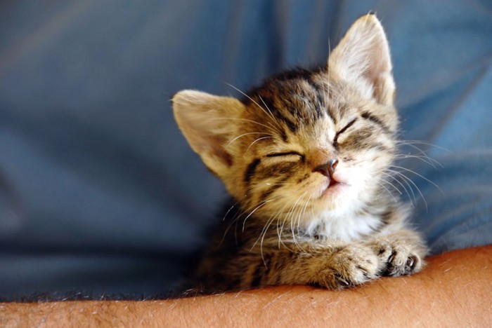 飼い主に抱かれて安心して眠る子猫