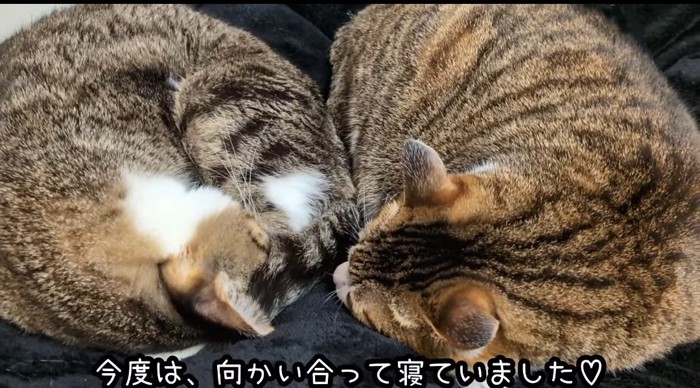 寝ている猫