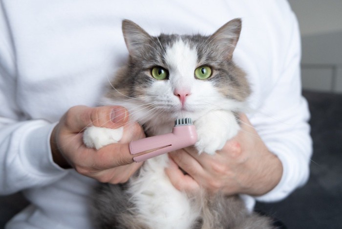 歯磨きされる猫