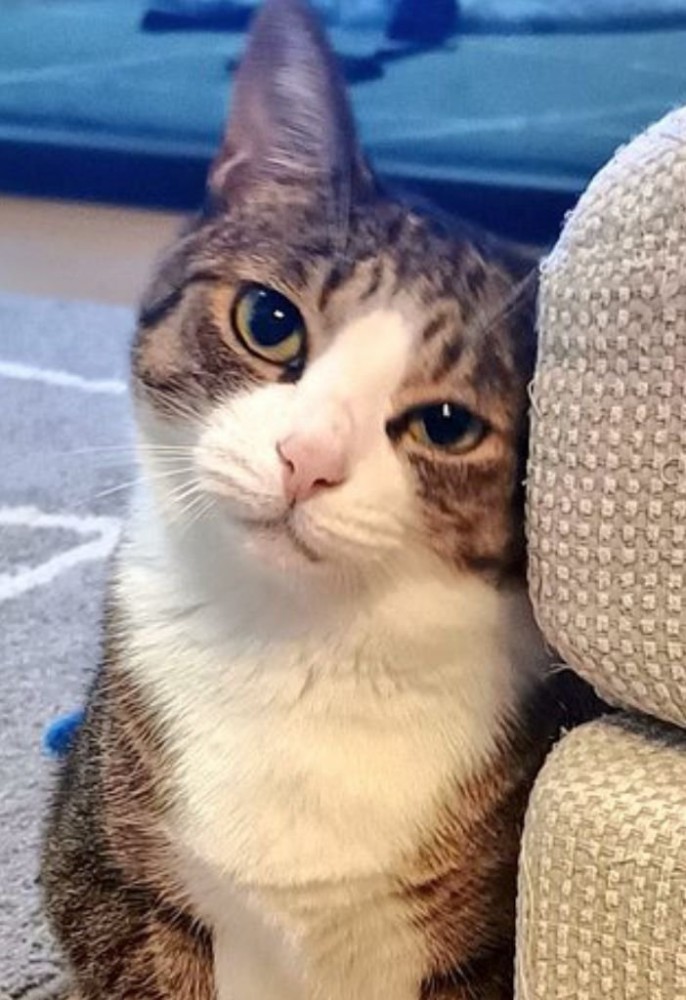 ソファに寄り添って小首をかしげるキジ白猫のアップ