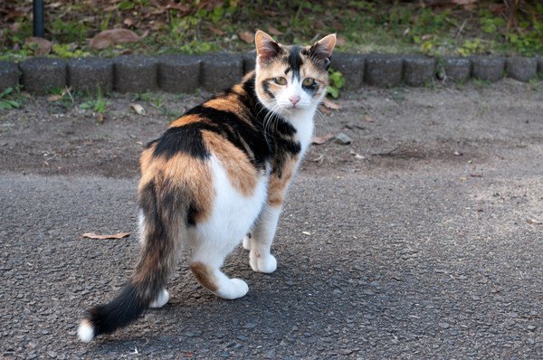 振り返る三毛猫