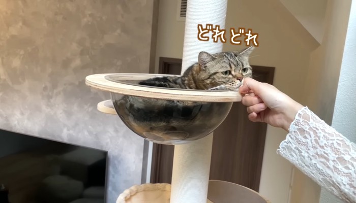 どれどれ