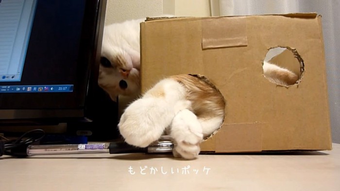 ペンを取ろうとする猫