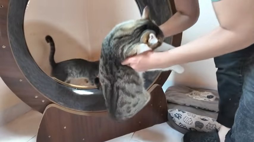 抱きあげられる猫