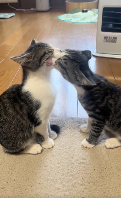 お座りして向かい合っている2匹の子猫（字幕なし）