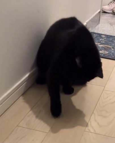 カメムシを叩く黒猫