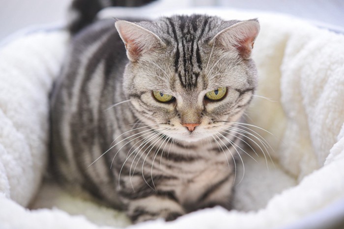 ベッドの中でふみふみする猫