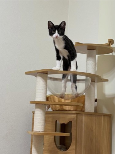 キャットタワーで立つ猫