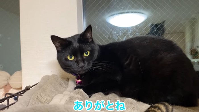 座る黒猫