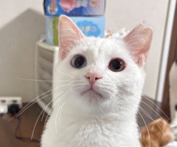 ふっくらしたお顔