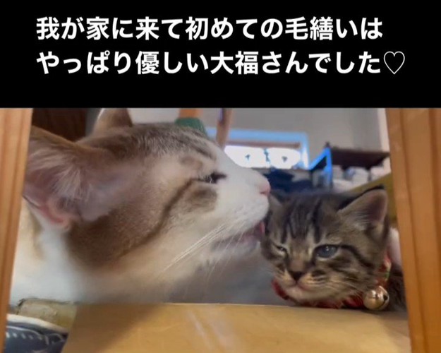 顔を毛づくろいされる子猫