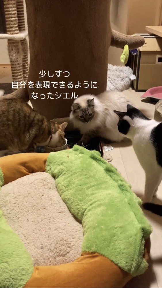 一緒に遊ぶ猫たち