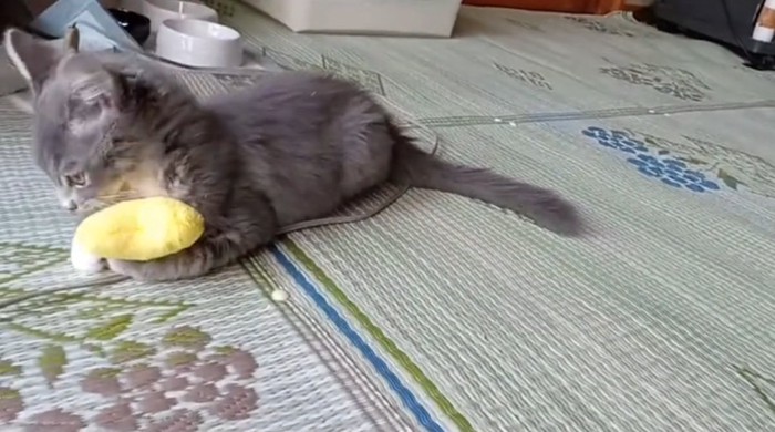 楽しそうな猫