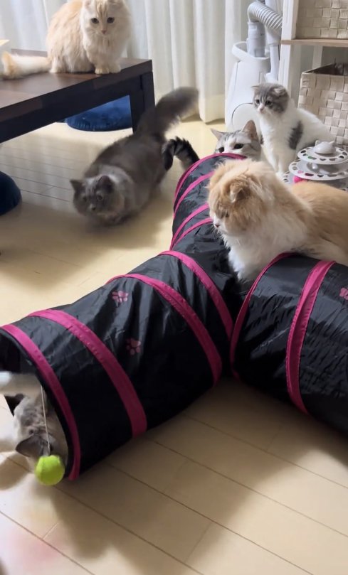 キャットトンネルに集まる6匹の猫