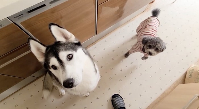 焼き芋を待つ犬たち