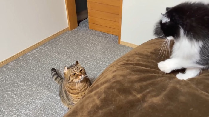 見上げるつむぎくん