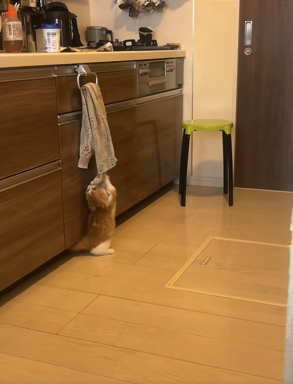 後ろ足で立ってタオルを両前足で掴んで噛みついている猫