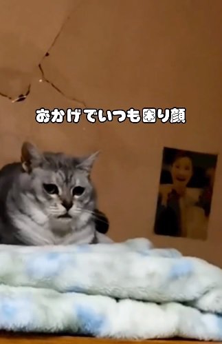 困り顔の猫