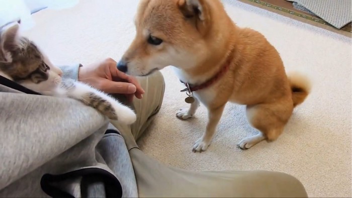 犬を見つめる子猫