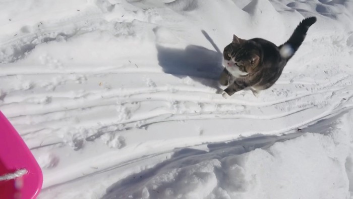 雪山を登るスコティッシュフォールド