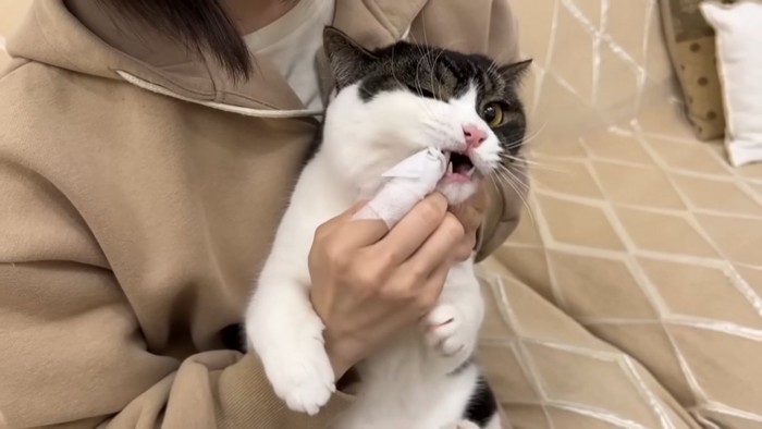 歯磨きをする立ち耳の猫