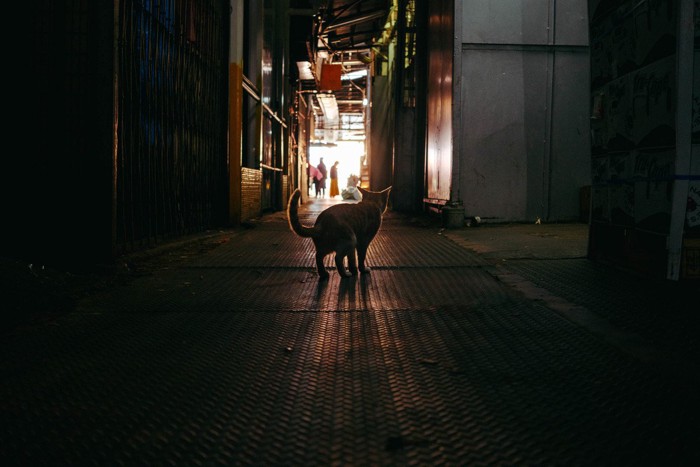 夜の街を彷徨く猫